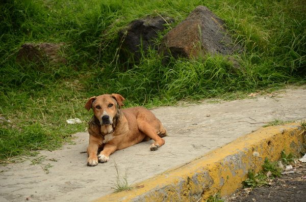 Fotos: Alfredo Boc