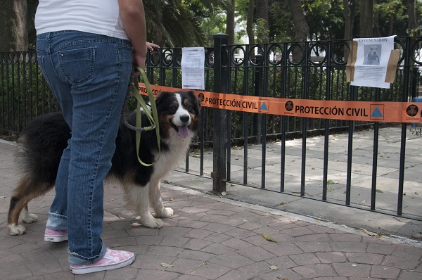 Caso_Perros_Condesa-3