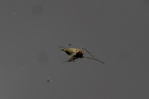 Dengue-5_3