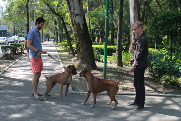 Condesa