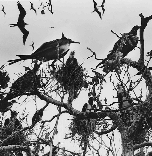 Pajaros09