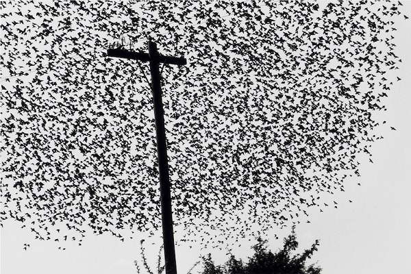 Pajaros_