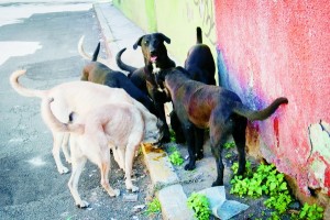 MÉXICO, D.F., 02ENERO2015.- Ocho perros callejeros recorren las calles de la ciudad en busca de algún desperdicio de comida para poder sobrevivir. FOTO: DIEGO SIMÓN SÁNCHEZ /CUARTOSCURO.COM