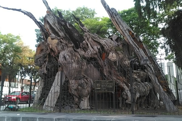 aRBOL