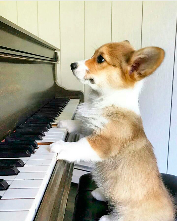 corgi