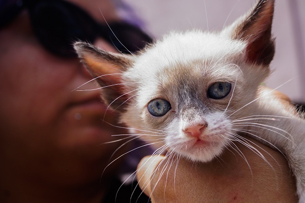 Perros perros, gatos y adopción