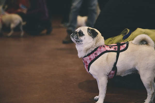 pug pugs